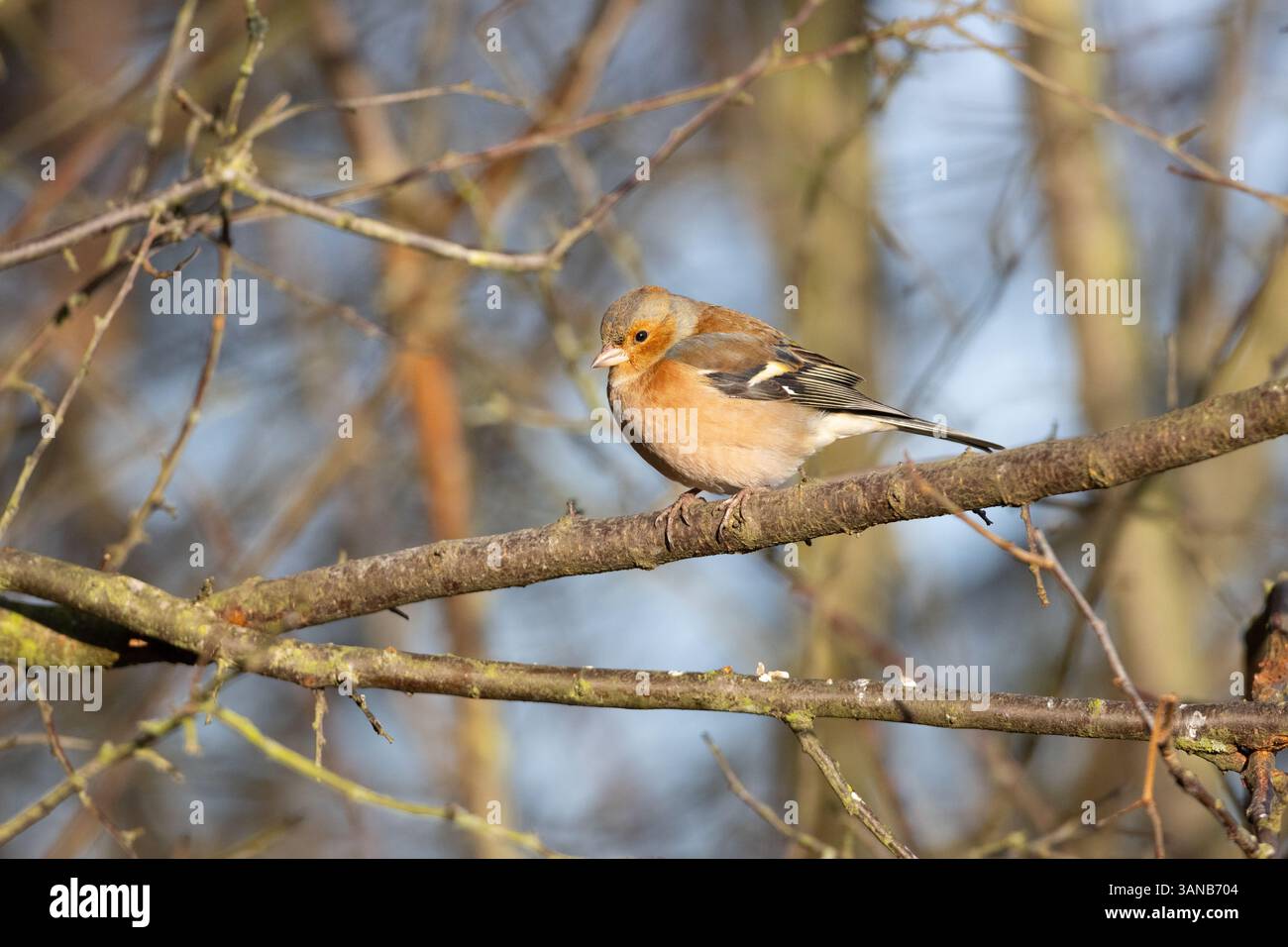 Chaffinch était assis dans un buisson par un matin de printemps ensoleillé, comté de Durham, Angleterre, Royaume-Uni. Banque D'Images