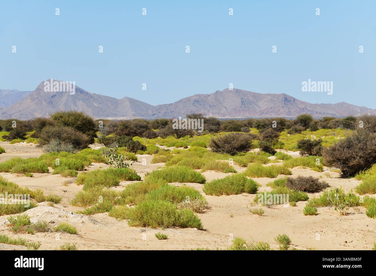 Paysage d'Oman. Buissons verts et montagne en arrière-plan. Sultanat d'Oman. Péninsule arabique Banque D'Images