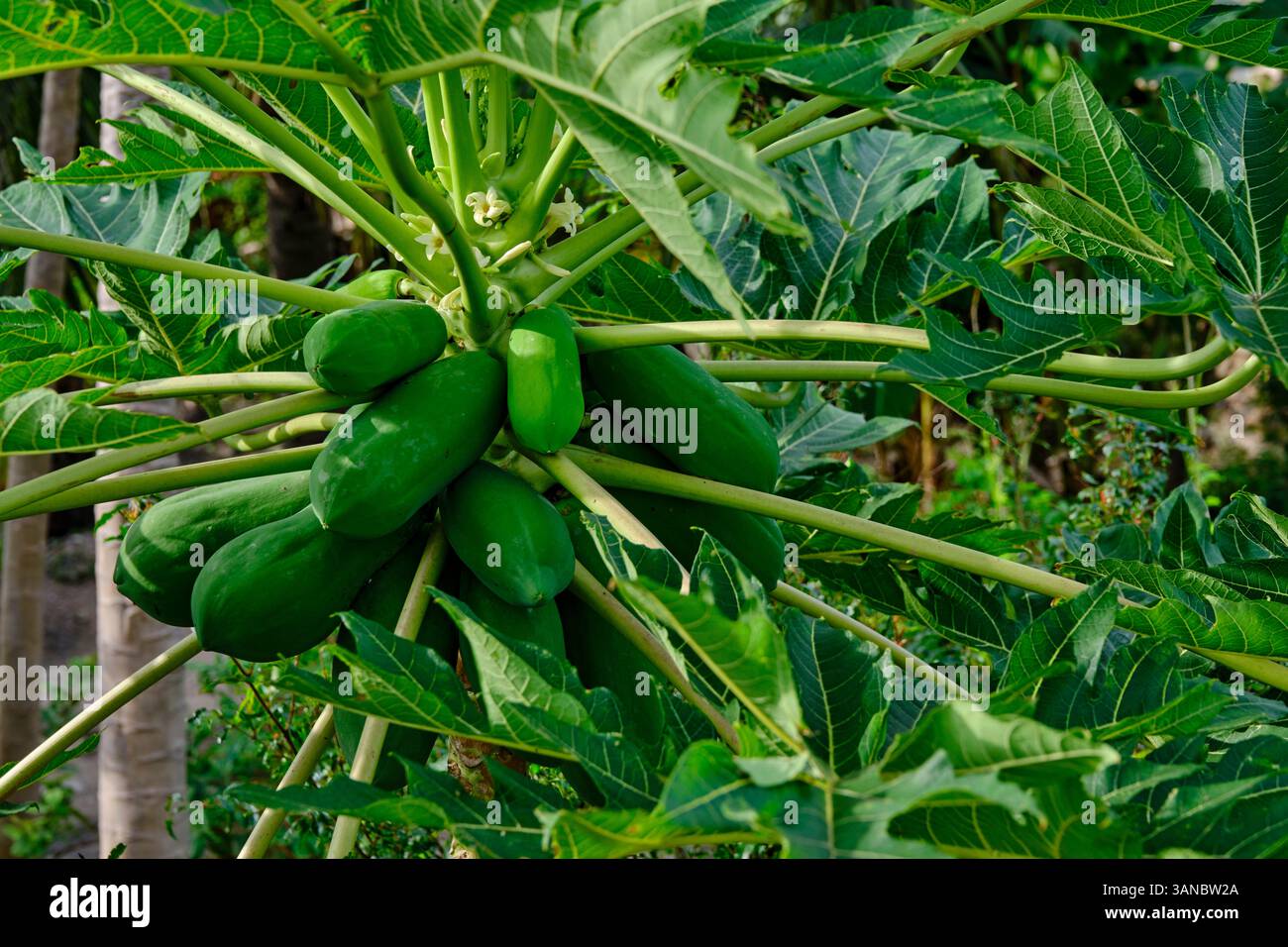Sri Lanka, Province du Nord, île de Mannar, papaye Banque D'Images