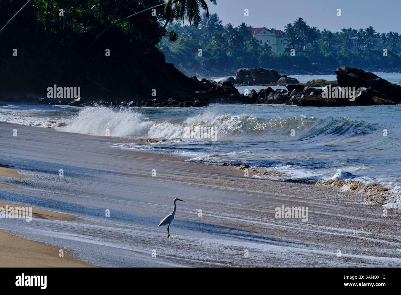 Sri Lanka, Province de l'Ouest, Beruwala, oiseau de pêche sur la plage Banque D'Images