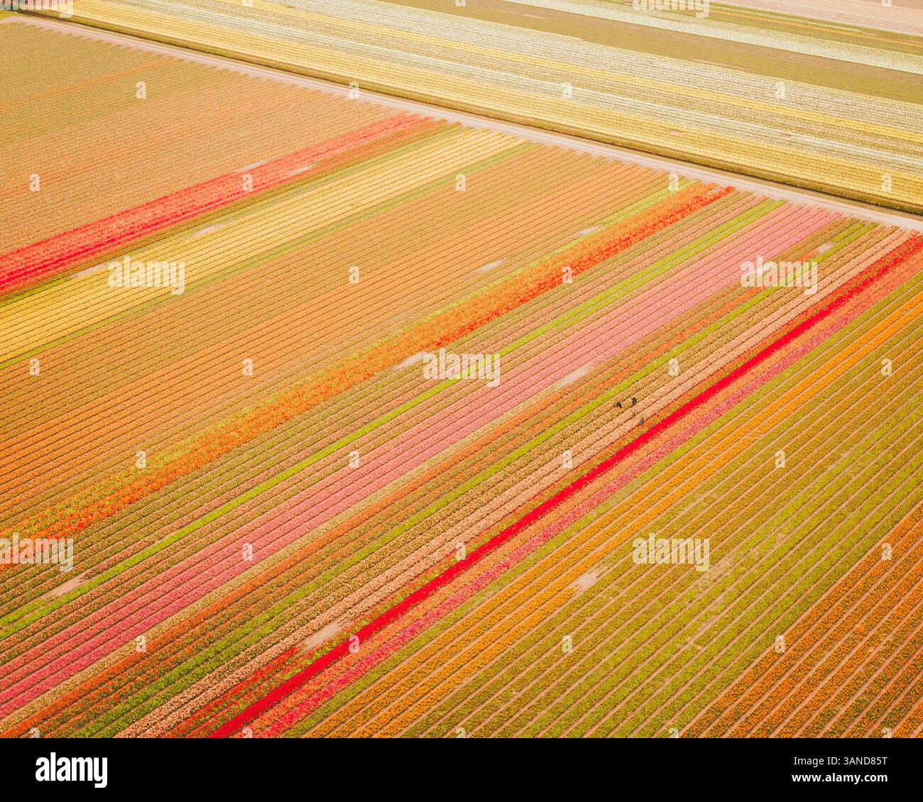 Vue aérienne d'un champ de tulipes près de Nieuwe-Tonge, Hollande méridionale, pays-Bas. Banque D'Images