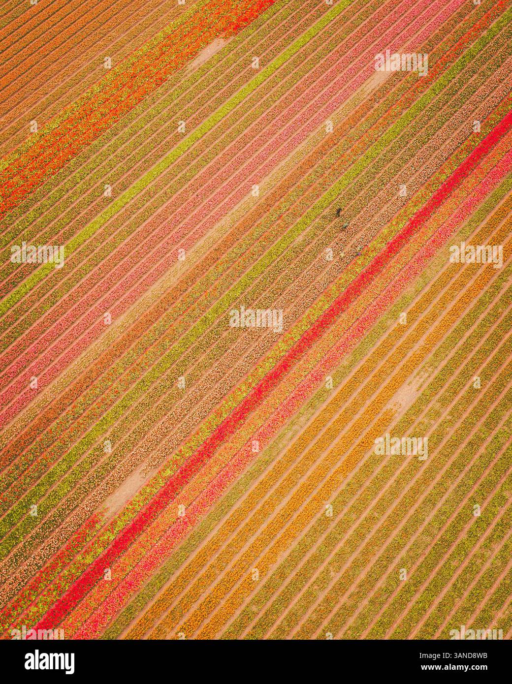 Vue aérienne d'un champ de tulipes près de Nieuwe-Tonge, Hollande méridionale, pays-Bas. Banque D'Images