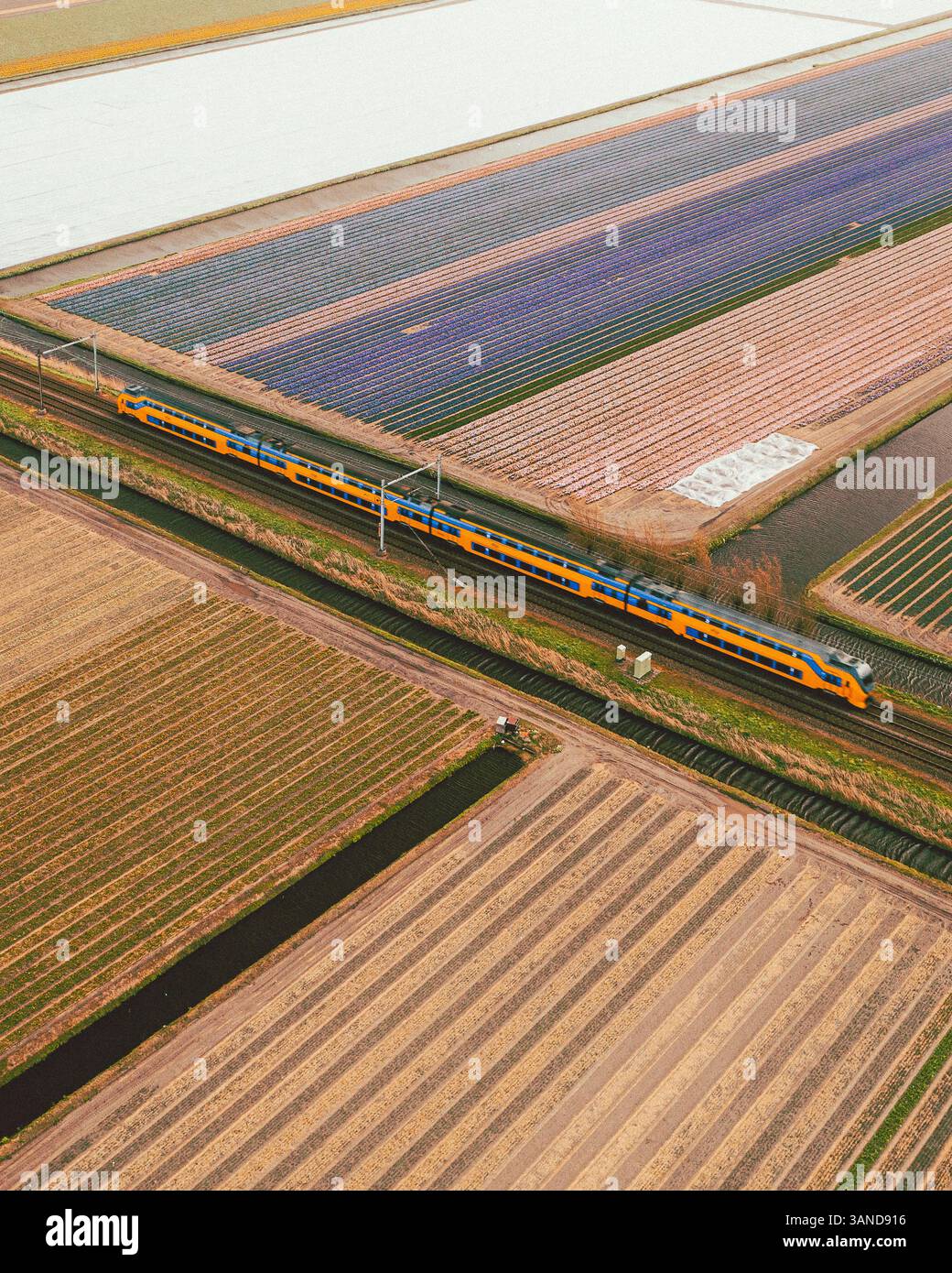 Vue aérienne d'un champ de tulipes avec un train près de Nieuwe-Tonge, Hollande méridionale, pays-Bas. Banque D'Images