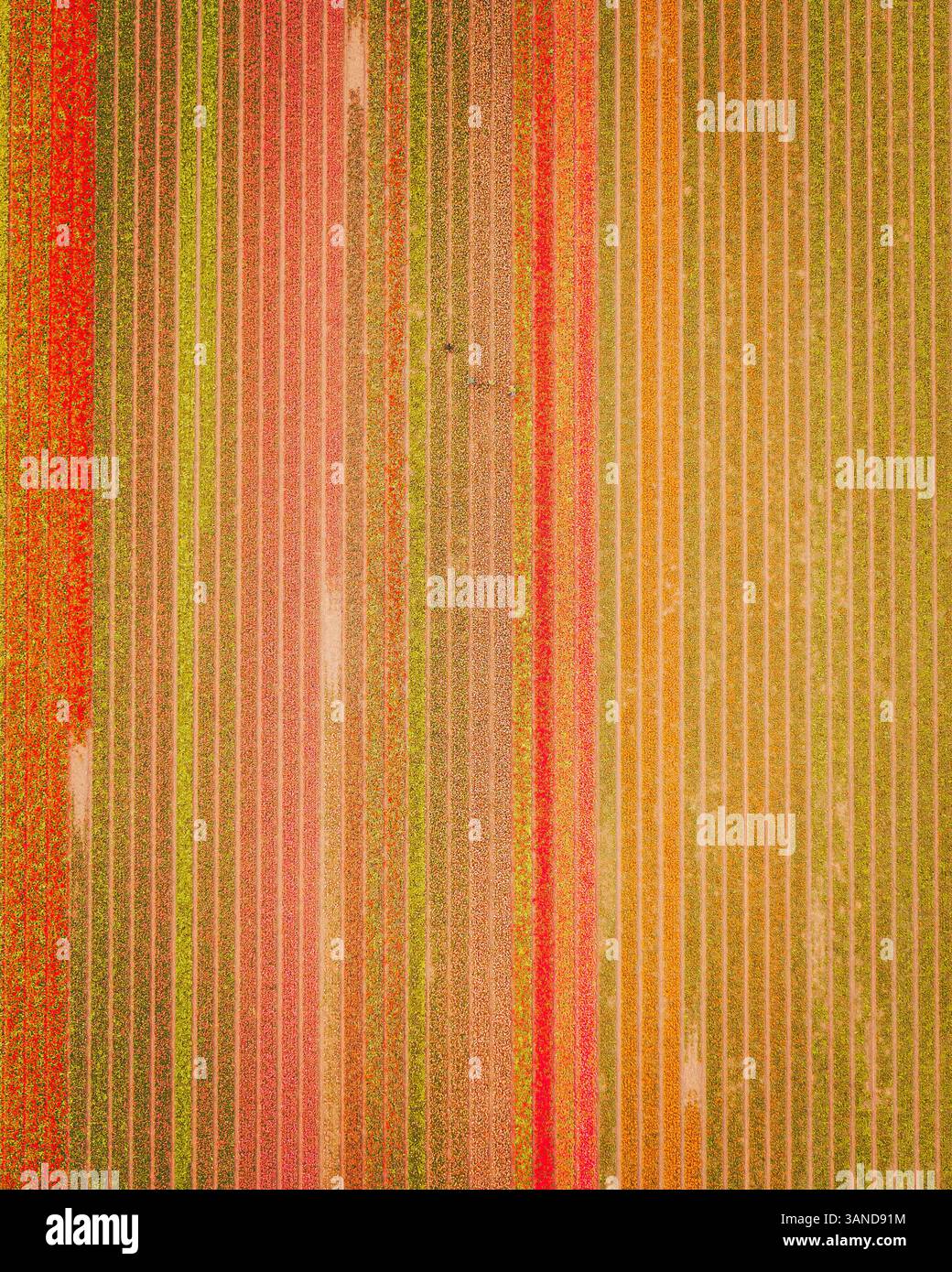 Vue aérienne d'un champ de tulipes près de Nieuwe-Tonge, Hollande méridionale, pays-Bas. Banque D'Images