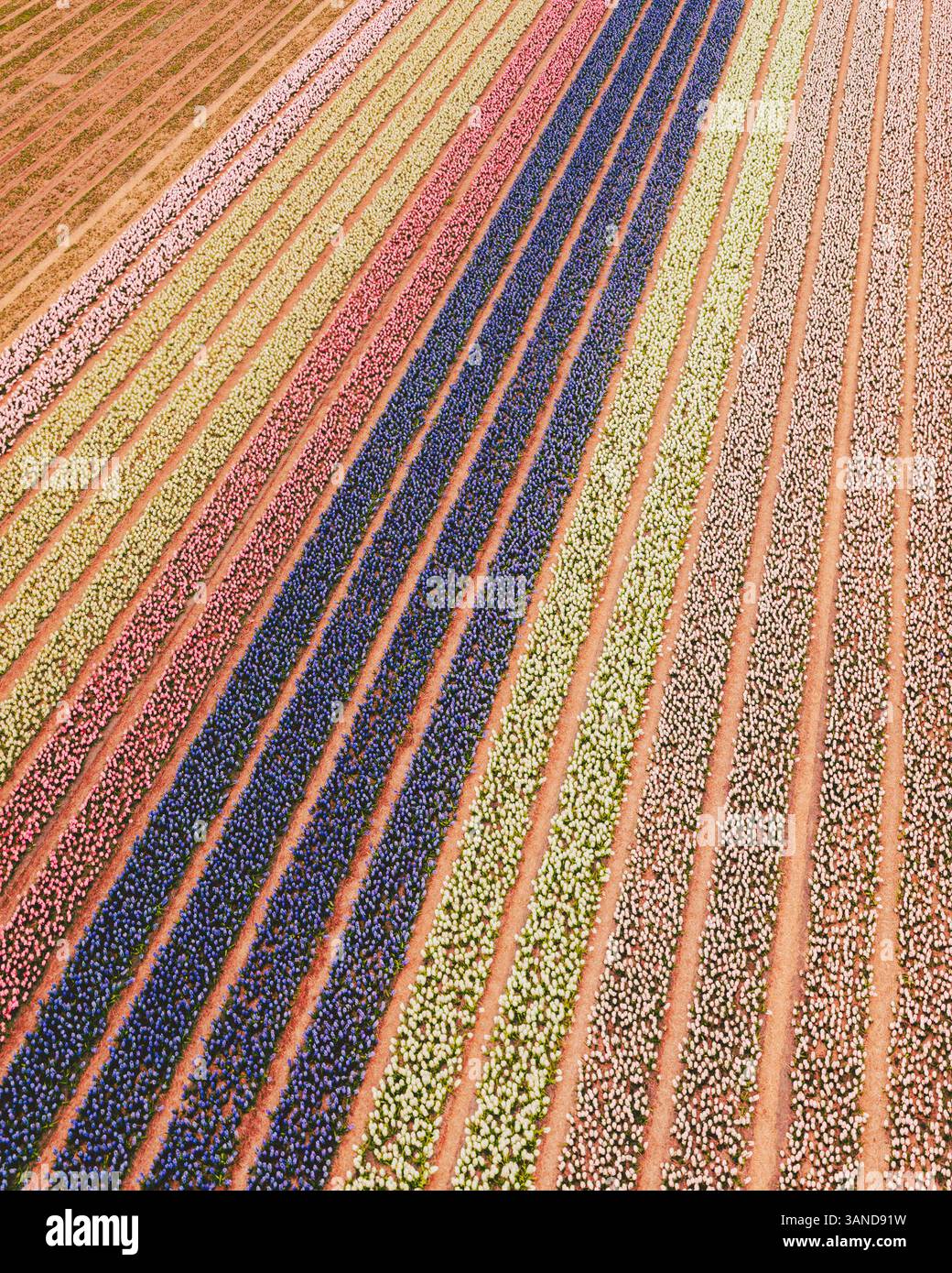 Vue aérienne d'un champ de tulipes près de Nieuwe-Tonge, Hollande méridionale, pays-Bas. Banque D'Images