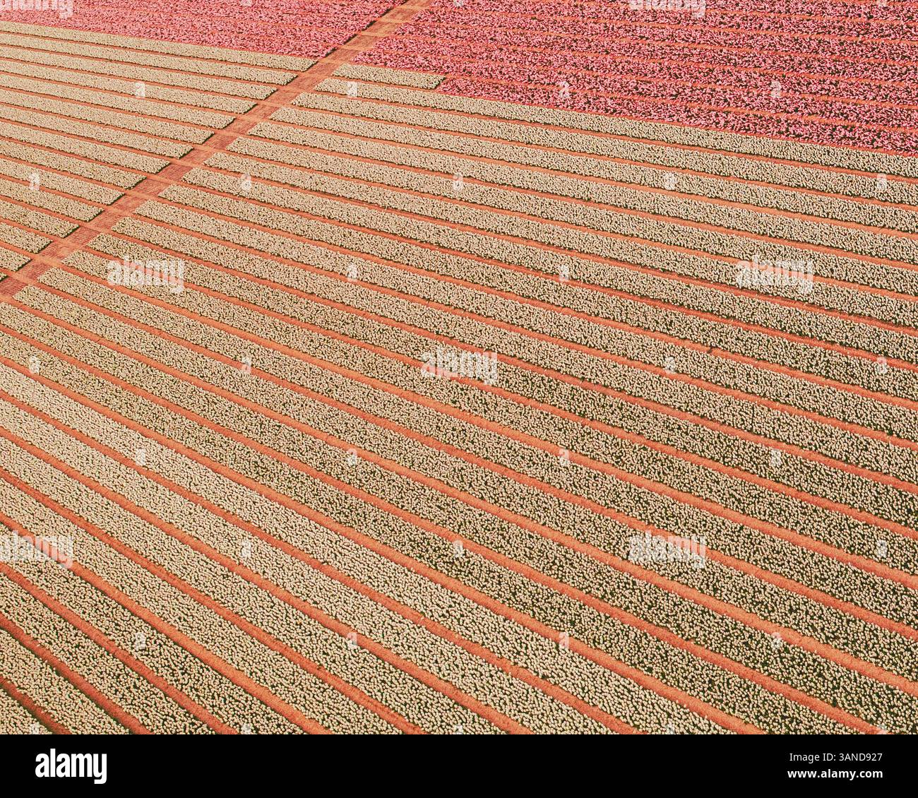 Vue aérienne d'un champ de tulipes près de Nieuwe-Tonge, Hollande méridionale, pays-Bas. Banque D'Images