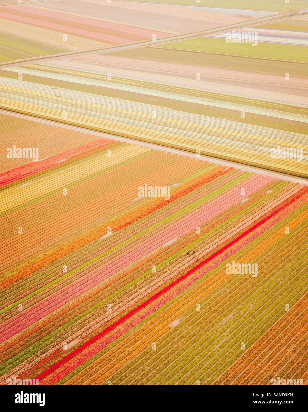 Vue aérienne d'un champ de tulipes près de Nieuwe-Tonge, Hollande méridionale, pays-Bas. Banque D'Images