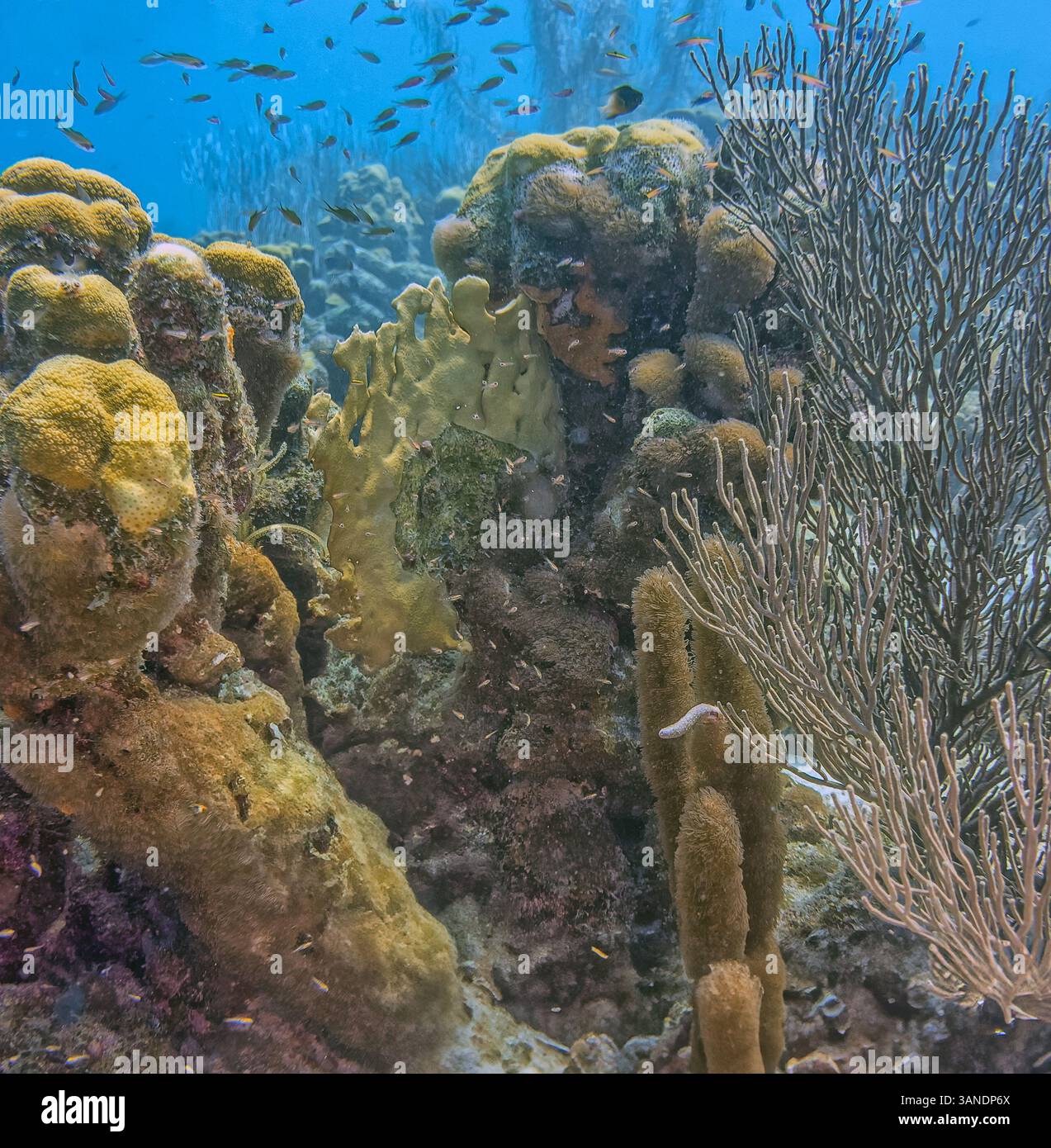 Récif corallien des Caraïbes au large des côtes de l'île de Bonaire en été Banque D'Images