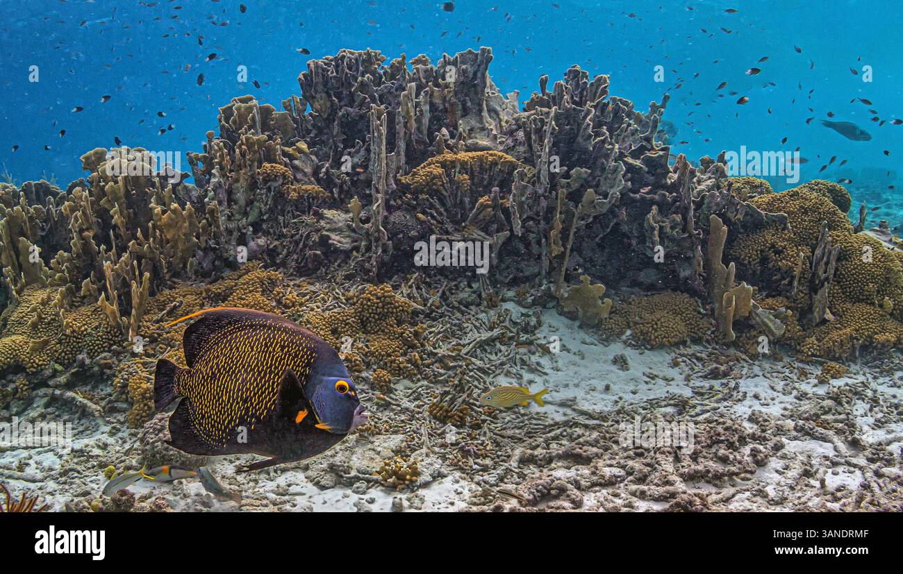 Récif corallien des Caraïbes au large des côtes de l'île de Bonaire en été Banque D'Images