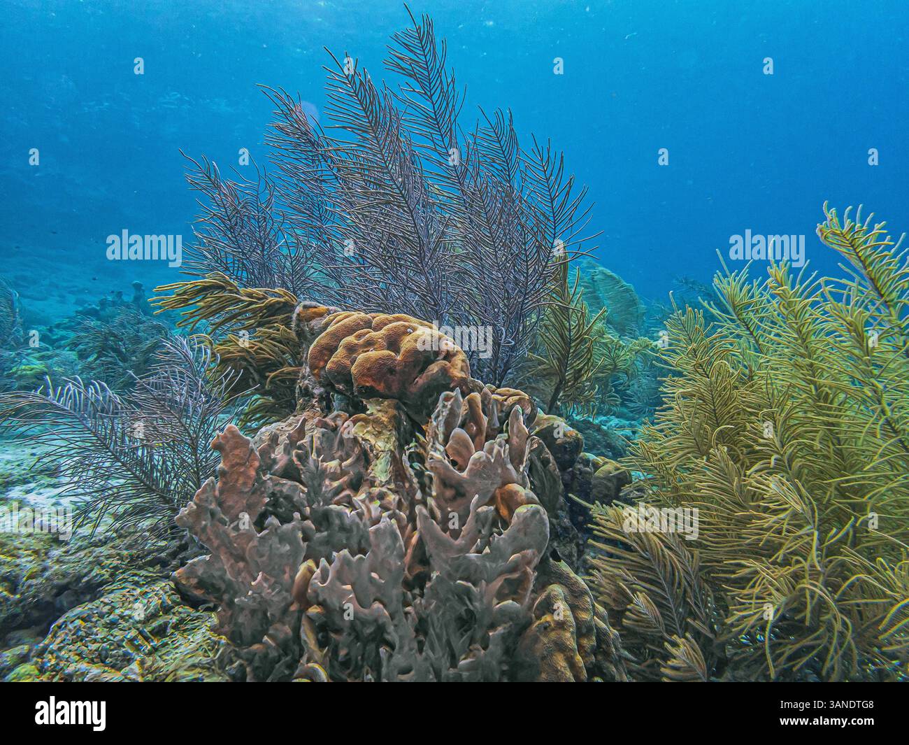 Récif corallien des Caraïbes au large des côtes de l'île de Bonaire en été Banque D'Images