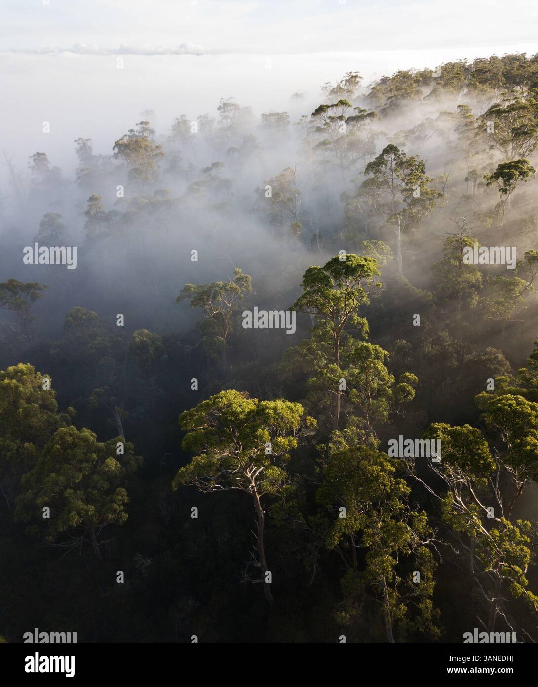 Vue aérienne des rayons du soleil levant à travers les arbres brumeux de Tasmanie occidentale, Australie Banque D'Images