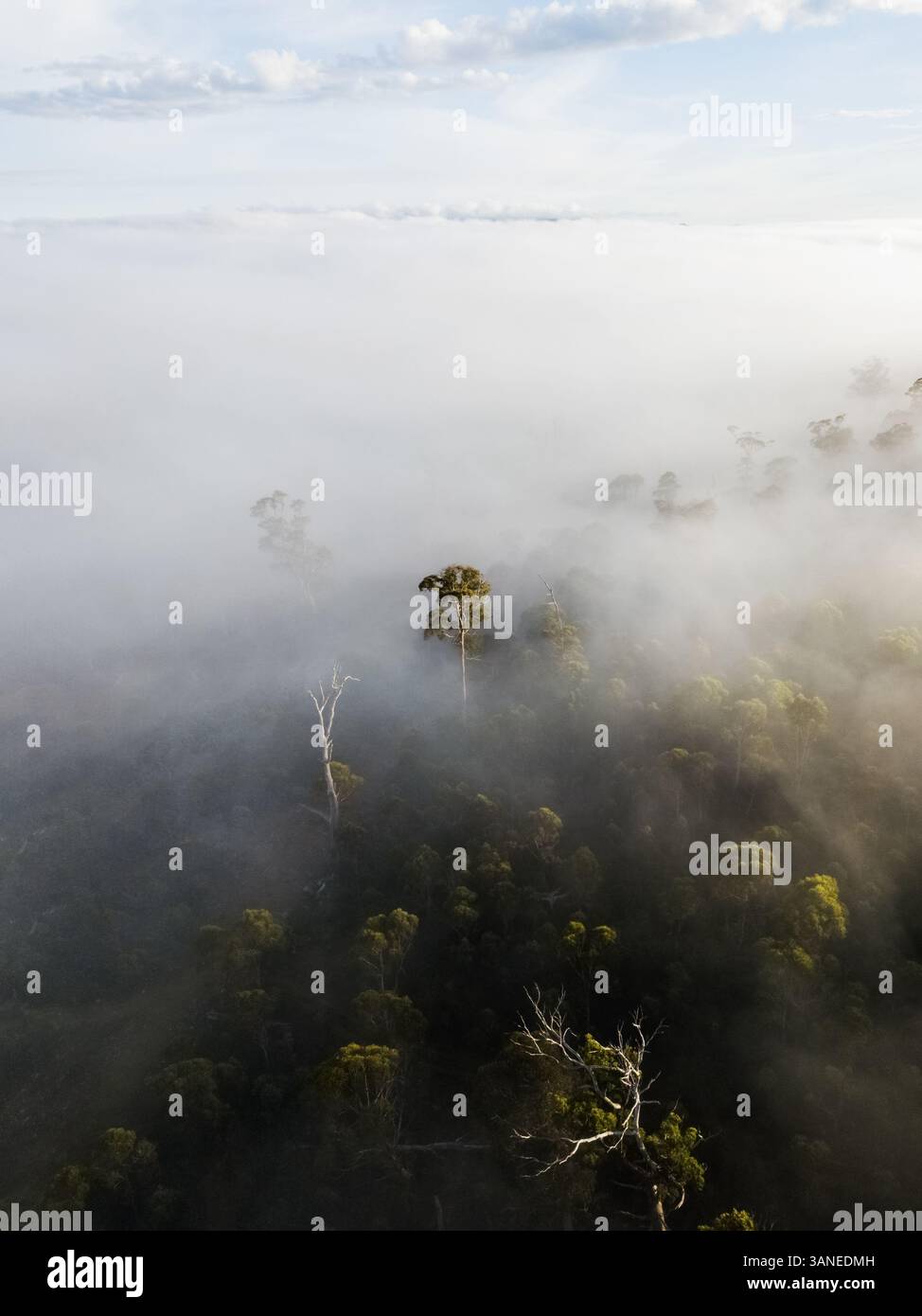 Vue aérienne des rayons du soleil qui brillent à travers les arbres brumeux de la forêt de Tasmanie occidentale, Australie Banque D'Images