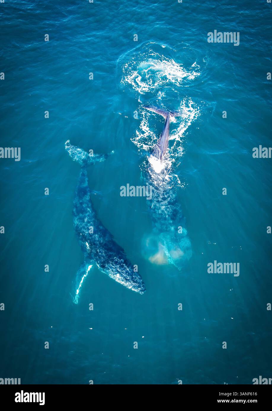 Vue aérienne des baleines à bosse dans la mer de Corail, point Lookout, Queensland, Australie. Banque D'Images
