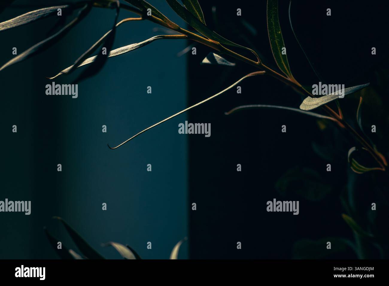 Fond abstrait minimal pour la présentation d'un produit cosmétique. feuilles sur un fond vert. Banque D'Images