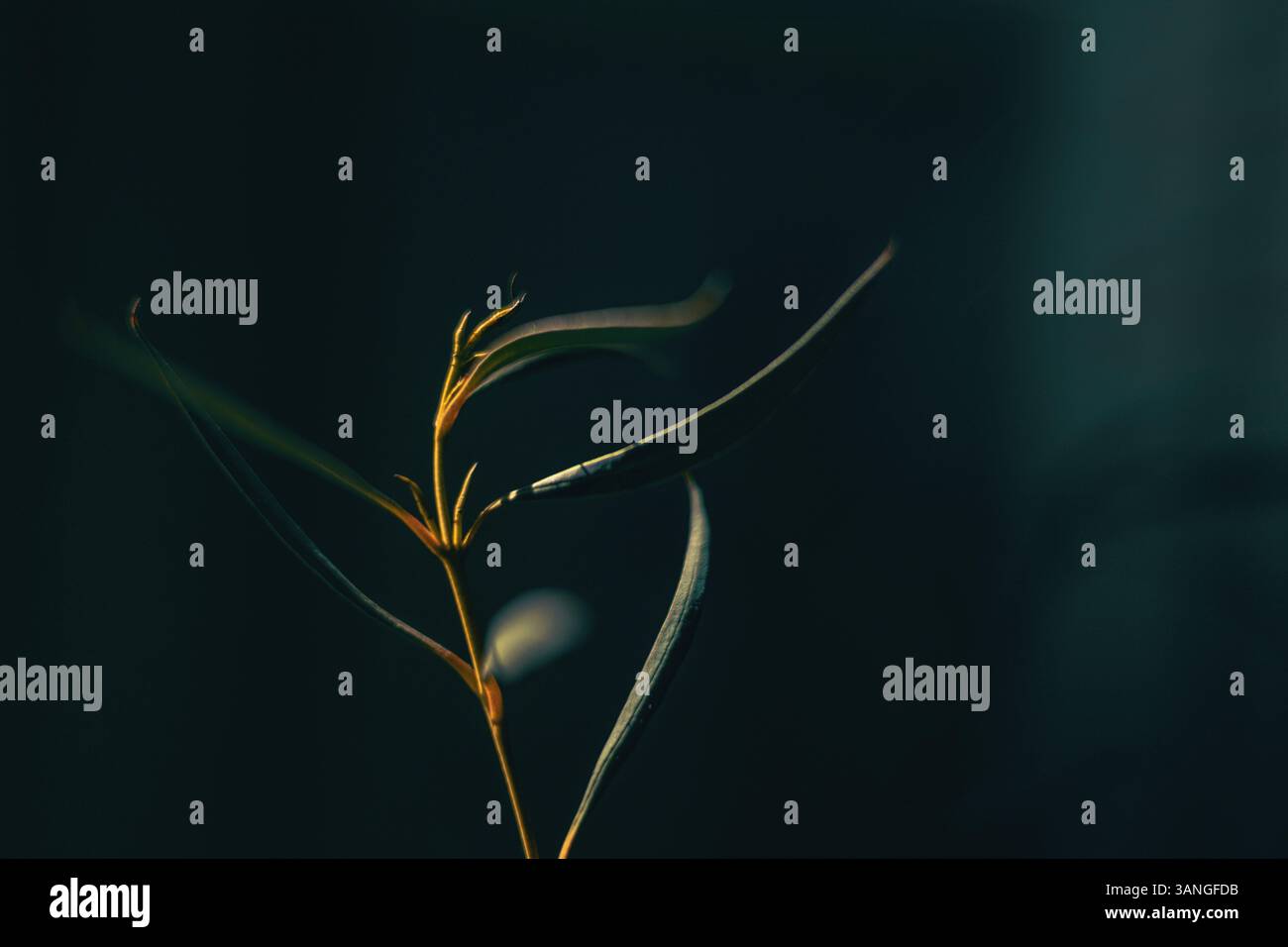 Fond abstrait minimal pour la présentation d'un produit cosmétique. feuilles sur un fond vert. Banque D'Images