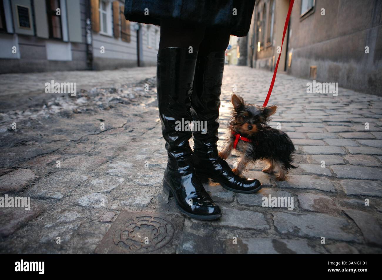 27 février 2010 - Cracovie, Pologne - Une locale emmène son chien pour une promenade à Kazimerz. Avant la chute du communisme en Pologne, l’ancien quartier juif de Kazimerz à Cracovie était délabré et dangereux à visiter la nuit. Aujourd'hui, la région attire des milliers de touristes par an du monde entier. Le quartier était autrefois un centre animé de la vie juive avant d'être anéanti pendant la seconde Guerre mondiale. Les restaurants et cafés à thème juif servent une cuisine traditionnelle juive et polonaise et les synagogues restaurées contiennent des expositions détaillant la vie juive d'avant-guerre en Pologne. Une certaine controverse existe sur la peinture antisémite Banque D'Images