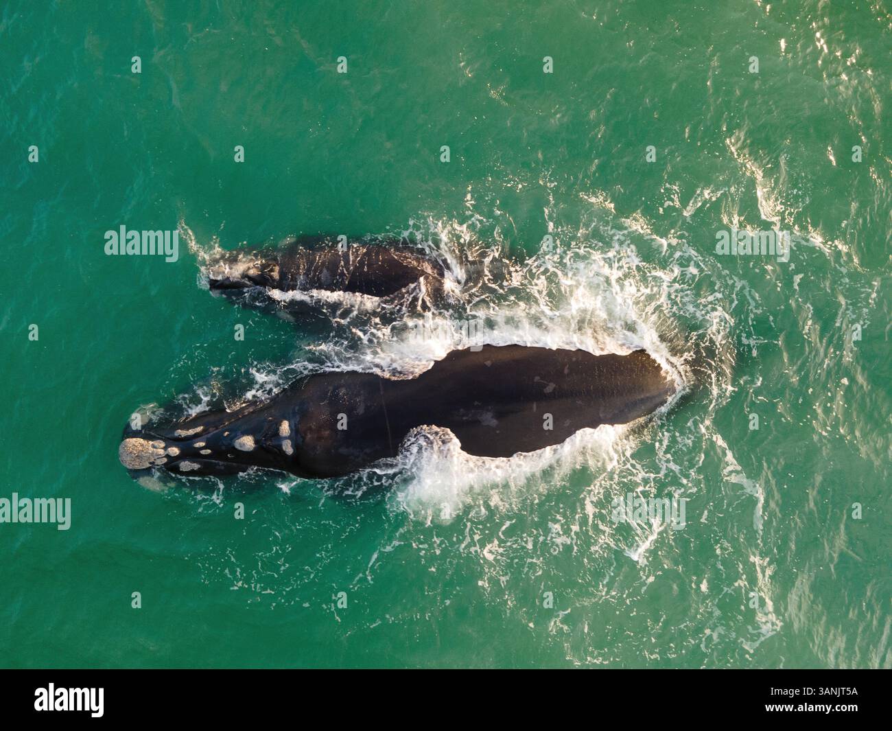 Vue aérienne de la baleine noire australe (Eubalaena australis) et du veau au large de Struisbaai à environ quatre kilomètres du cap Agulhas, le point le plus méridional du continent africain, Cap occidental, Afrique du Sud. Banque D'Images