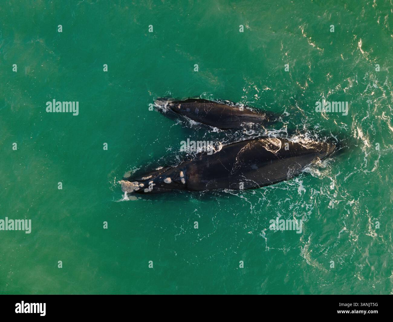 Vue aérienne de la baleine noire australe (Eubalaena australis) et du veau au large de Struisbaai à environ quatre kilomètres du cap Agulhas, le point le plus méridional du continent africain, Cap occidental, Afrique du Sud. Banque D'Images
