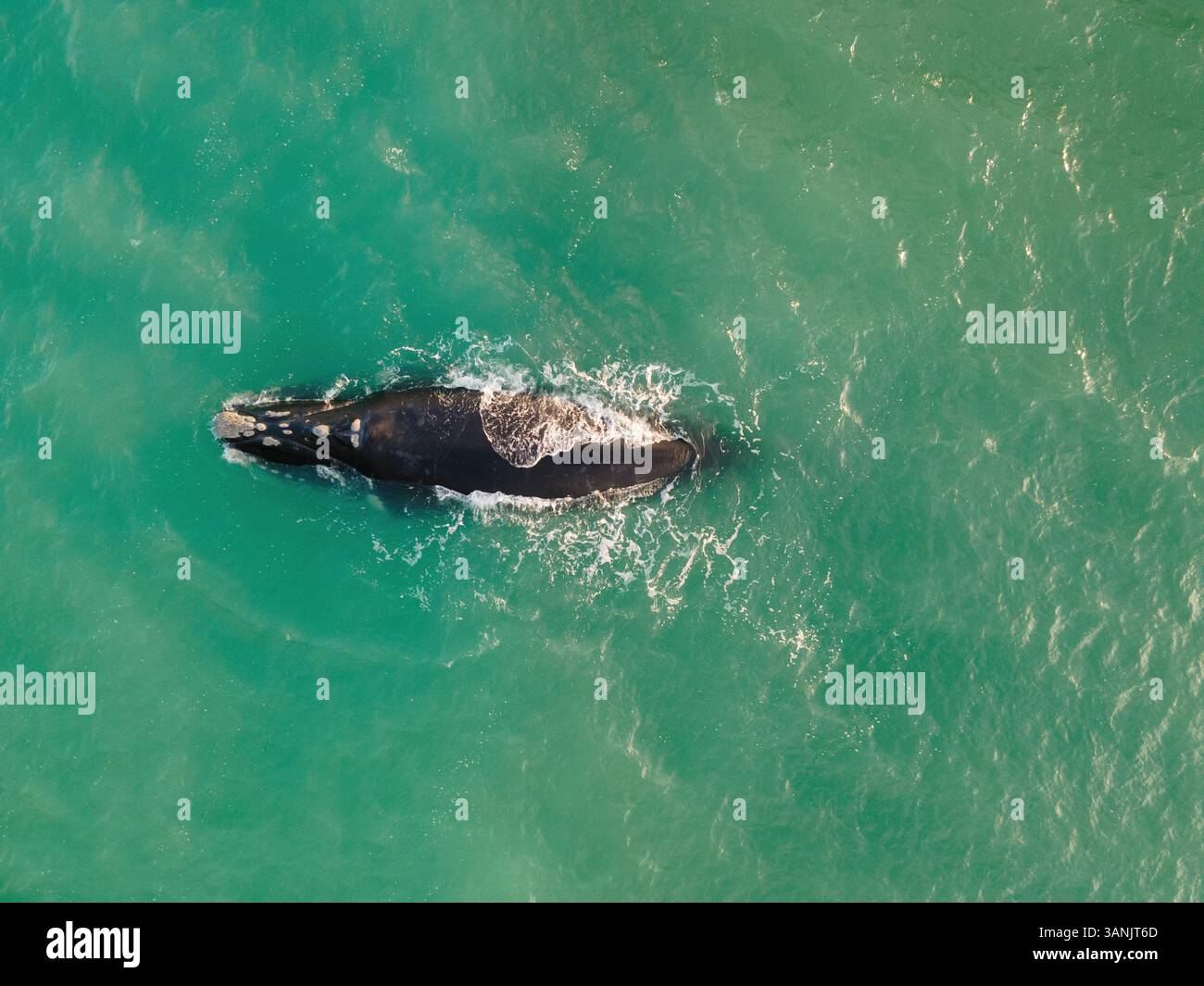 Vue aérienne de la baleine franche australe (Eubalaena australis) au large de Struisbaai à environ quatre kilomètres du cap Agulhas, le point le plus méridional du continent africain, Cap occidental, Afrique du Sud. Banque D'Images