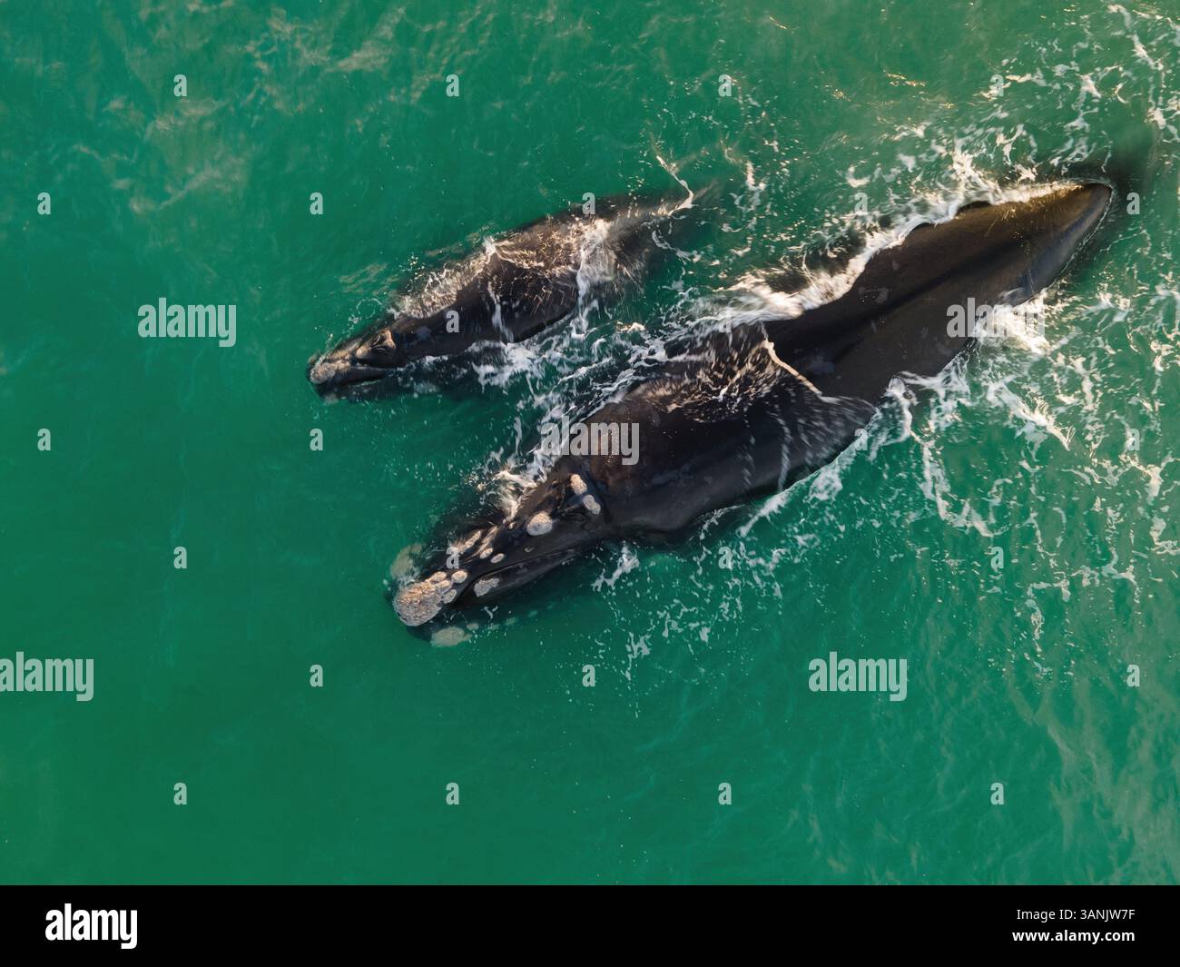 Vue aérienne de la baleine noire australe (Eubalaena australis) et du veau au large de Struisbaai à environ quatre kilomètres du cap Agulhas, le point le plus méridional du continent africain, Cap occidental, Afrique du Sud. Banque D'Images