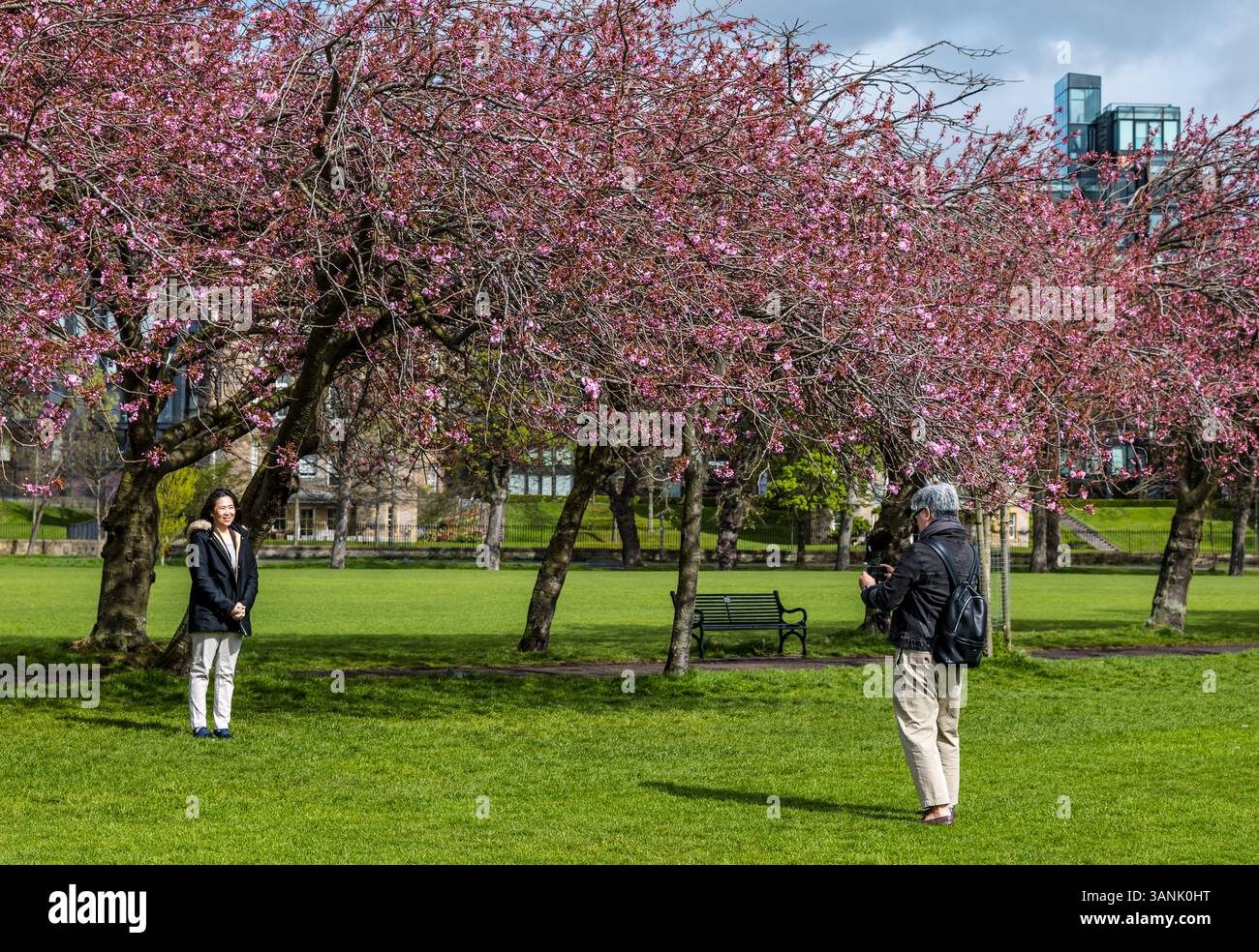 Les touristes prenant une photo au printemps les cerisiers fleurissent au soleil dans les Meadows, Édimbourg, Écosse, Royaume-Uni Banque D'Images