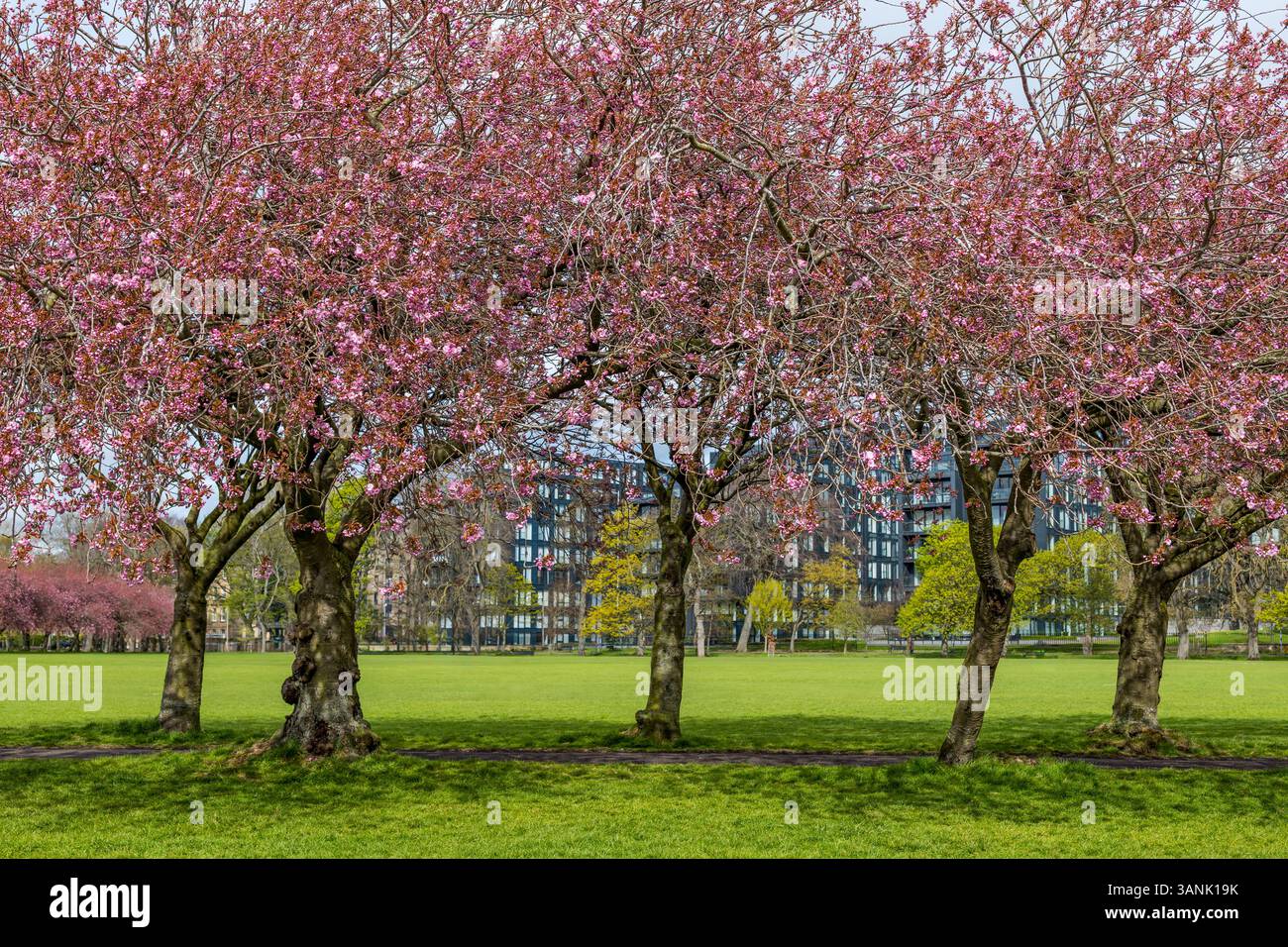 Le printemps, les cerisiers fleurissent sous le soleil à The Meadows, Édimbourg, Écosse, Royaume-Uni Banque D'Images