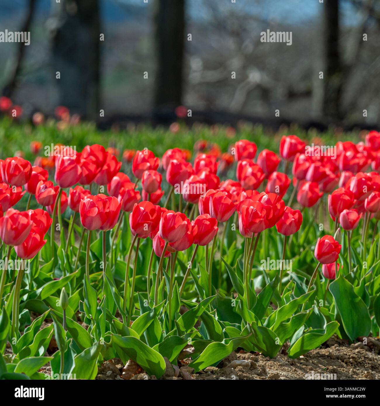 Les tulipes rouges fleurissent abondamment à travers la ceinture de fleurs de Helmsley dans le Yorkshire, mettant en vedette des couleurs vives contre les feuilles vertes luxuriantes au printemps. Banque D'Images