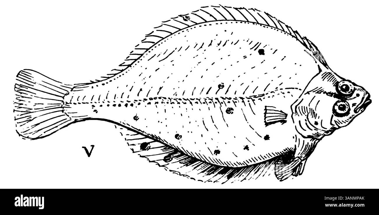 Une page de l'ouvrage d'Eli Heimans de 1906 'Wandelen en waarnemen' montrant une illustration détaillée, mettant l'accent sur l'observation et la représentation de la nature et des paysages. Banque D'Images