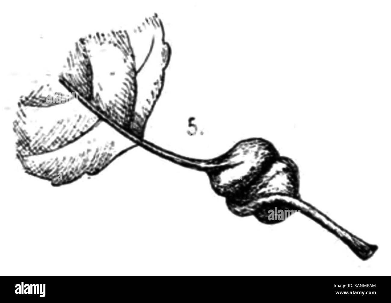 Une autre illustration de Galles de la page 147 du livre de 1906 d’Eli Heimans *Wandelen en waarnemen*, détaillant un phénomène naturel végétal différent. Banque D'Images