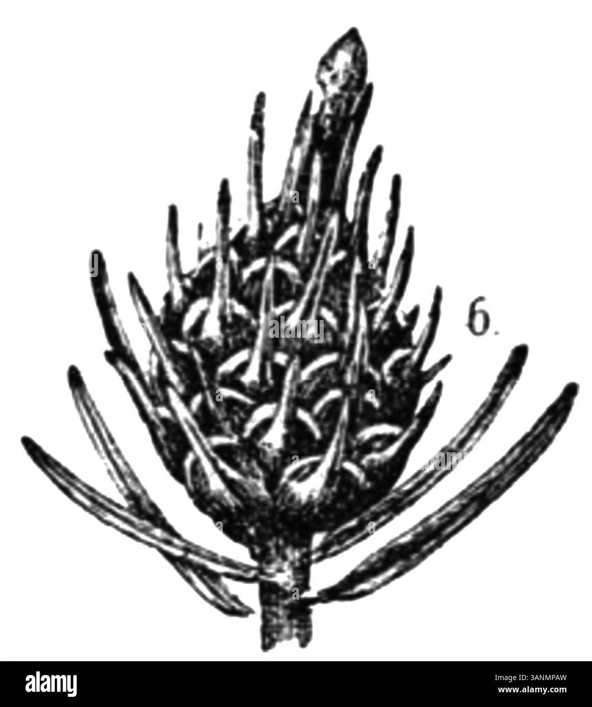 Image de Galles de la page 147 du livre de 1906 d’Eli Heimans *Wandelen en waarnemen*, représentant le phénomène naturel des Galles sur les plantes. Banque D'Images