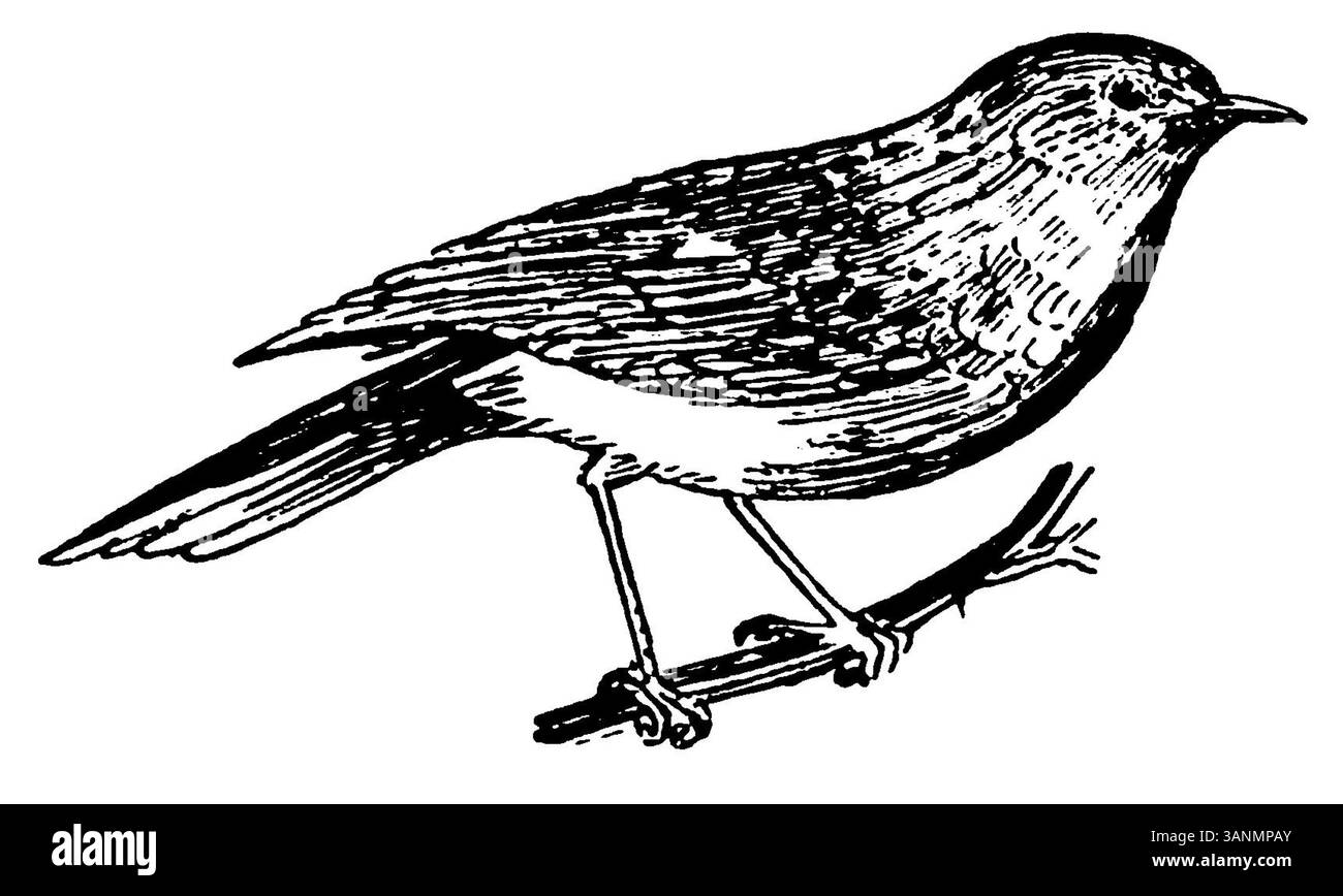 Image de la page 084 du livre d'Eli Heimans de 1906 *Wandelen en waarnemen*, poursuivant le thème de l'observation de la nature. L'illustration reflète l'engagement de Heimans à dépeindre le paysage néerlandais en mettant l'accent sur les détails et les éléments naturels. Banque D'Images