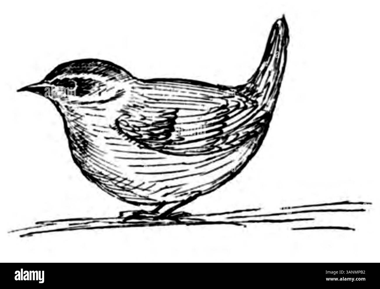 Une illustration de la page 081 du livre de 1906 d'Eli Heimans 'Wandelen en Waarnemen', montrant l'accent de l'auteur sur les scènes naturelles et les observations de la nature, poursuivant le thème de l'étude environnementale. Banque D'Images