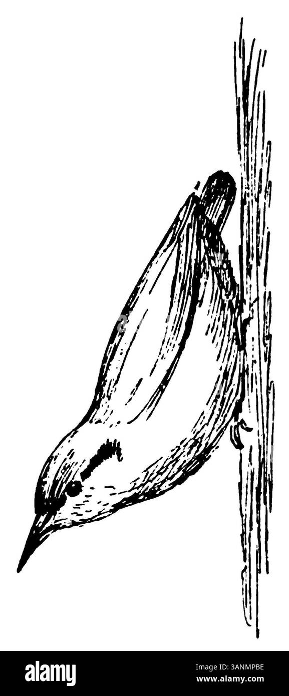 Image de la page 083 du livre d'Eli Heimans de 1906 *Wandelen en waarnemen*, présentant une scène naturelle différente. L'illustration capture l'accent continu de Heimans sur l'observation du paysage et les détails de la nature, mettant l'accent sur les sujets environnementaux néerlandais. Banque D'Images