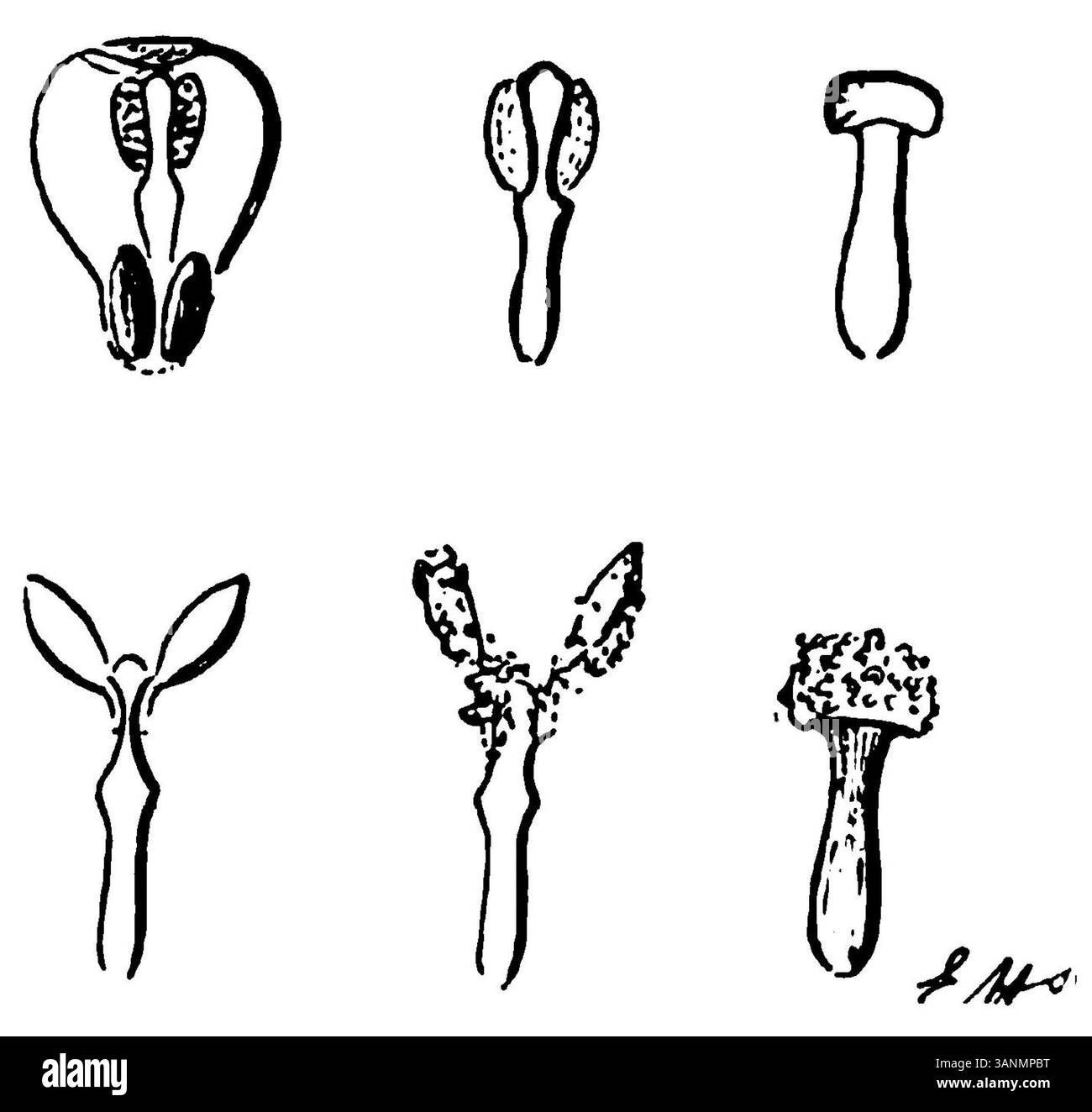 Image de la page 066 de l'ouvrage de 1906 d'Eli Heimans 'Wandelen en Waarnemen', représentant une observation basée sur la nature. Banque D'Images