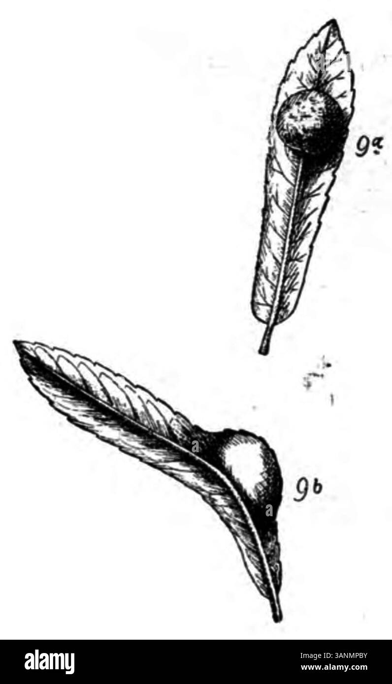 Cette image, tirée de la page 149 du livre de 1906 d'Eli Heimans 'Wandelen en Waarnemen', montre des Galles, une anomalie végétale que Heimans a observée dans ses études sur la nature et la marche. Banque D'Images