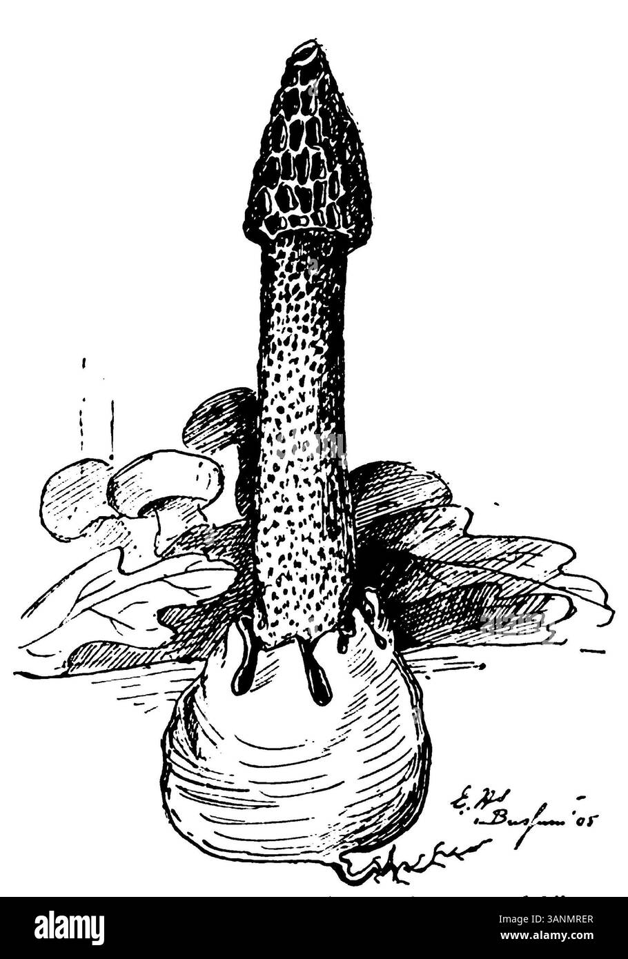 Image du cornet commun représenté à la page 141 du livre d'Eli Heimans de 1906 'Wandelen en waarnemen'. L'illustration met en évidence les caractéristiques de ce champignon distinctif dans son habitat naturel. Banque D'Images