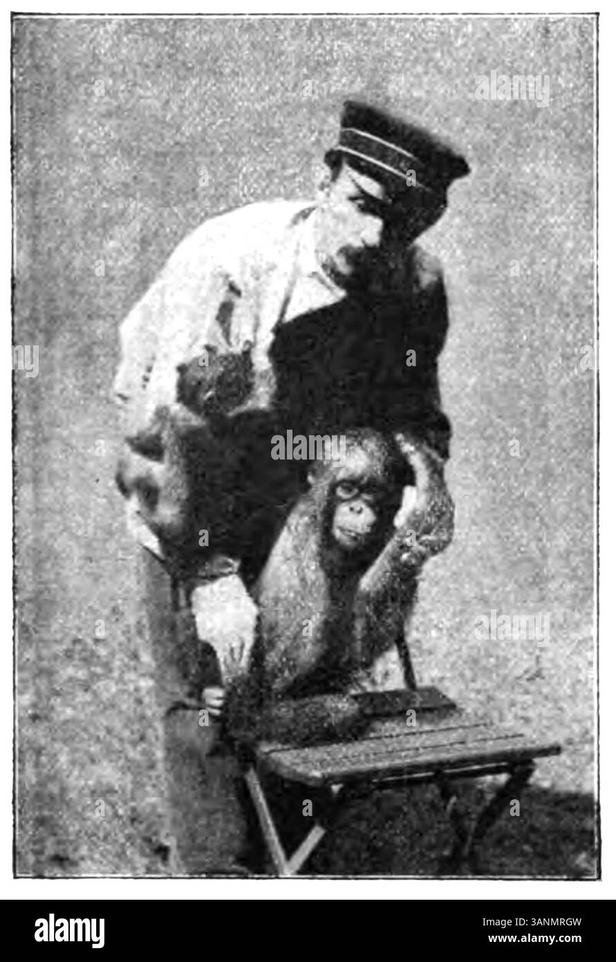 Une image d'un orang-outan, figurant à la page 196 du livre d'Eli Heimans de 1906 'Wandelen en waarnemen'. Le livre explore les observations de la faune, y compris ce primate. Banque D'Images