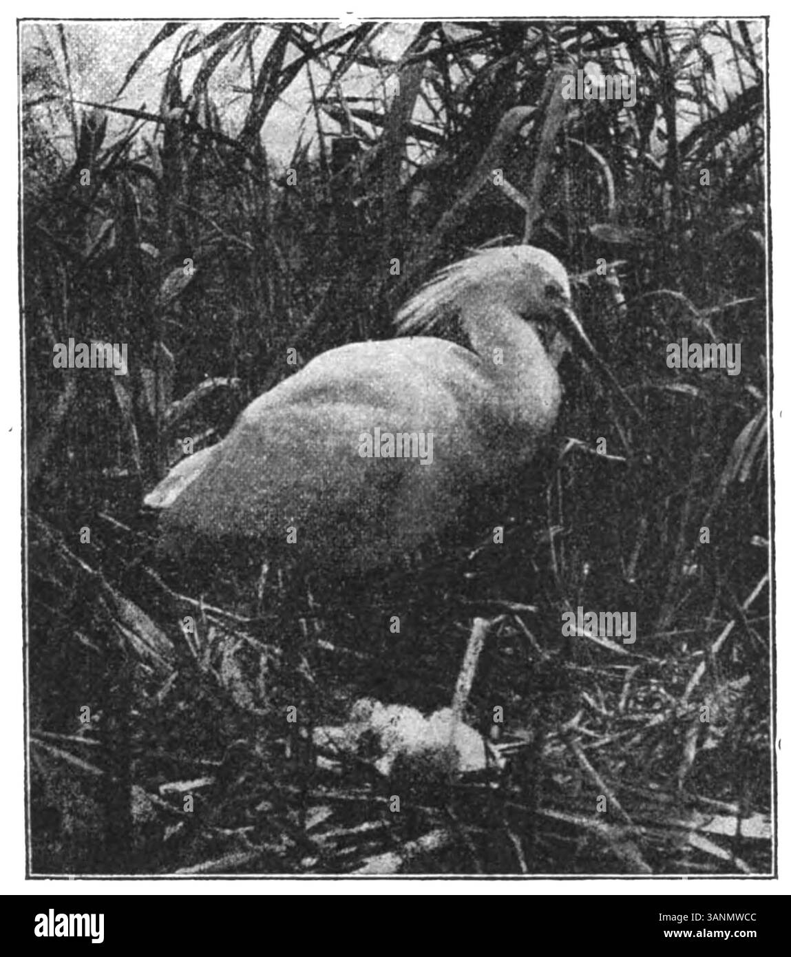 Image de la page 108 du livre 'Wandelen en Waarnemen' de 1906 d'Eli Heimans, capturant une observation détaillée de la nature. Banque D'Images