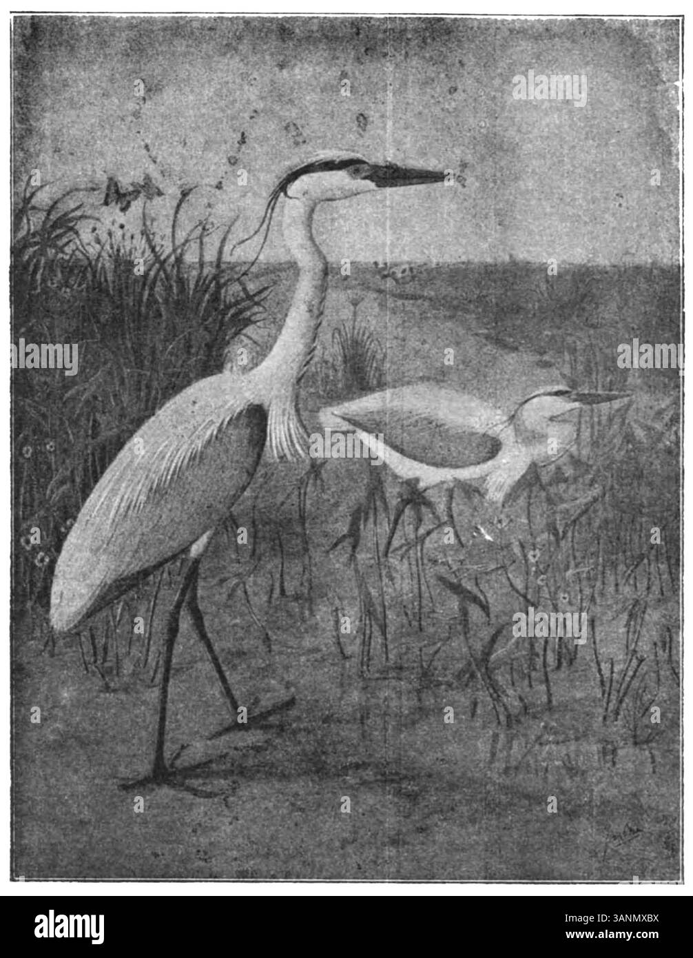 Image de la page 110 du livre de 1906 d'Eli Heimans 'Wandelen en Waarnemen', représentant un voyage à travers la nature. Banque D'Images