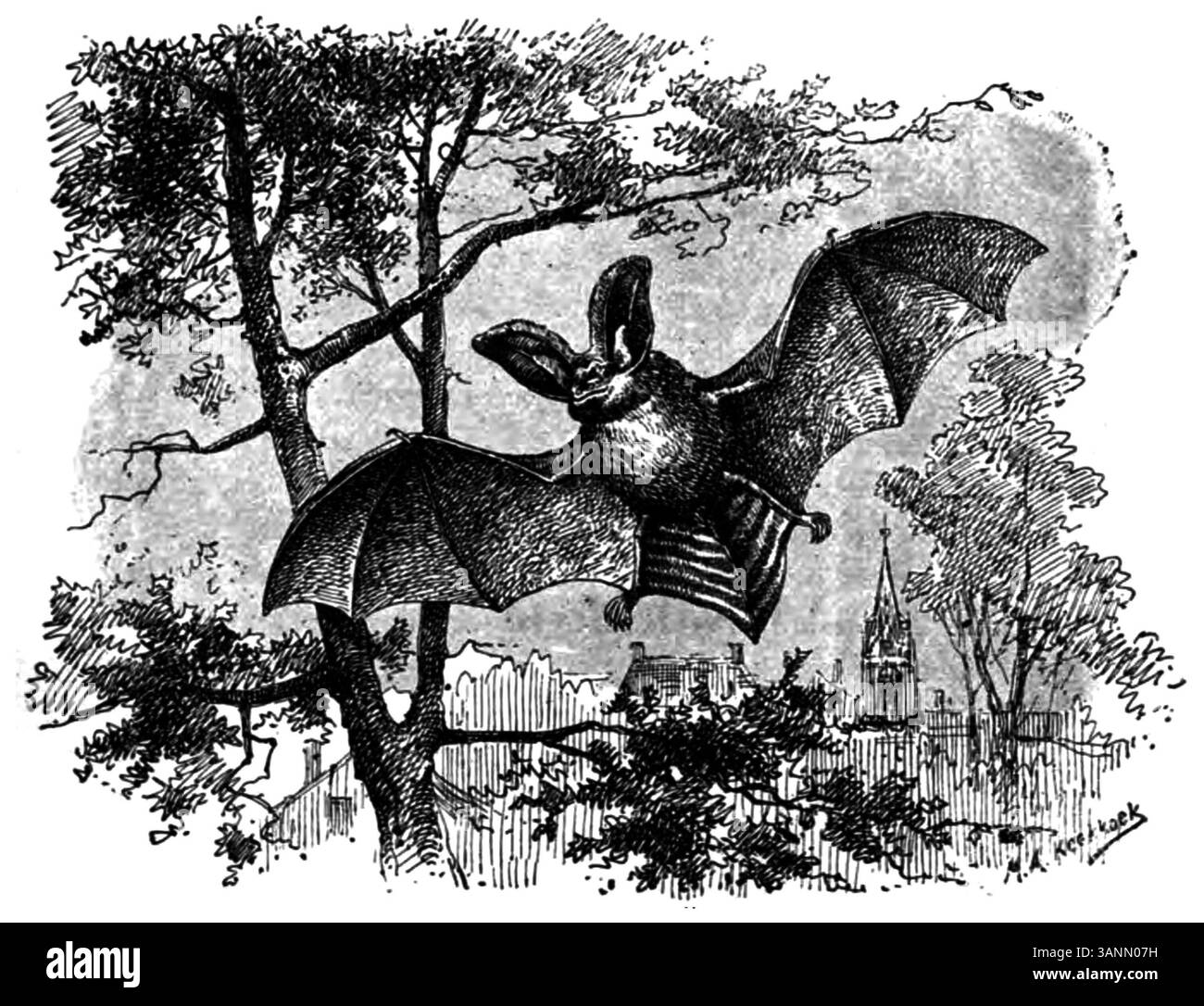 Image d'une chauve-souris brune à longues oreilles à la page 120 du livre 'Wandelen en waarnemen' d'Eli Heimans en 1906. L'illustration présente des représentations détaillées des caractéristiques physiques de la chauve-souris, mettant en valeur l'espèce dans un cadre naturel. Banque D'Images