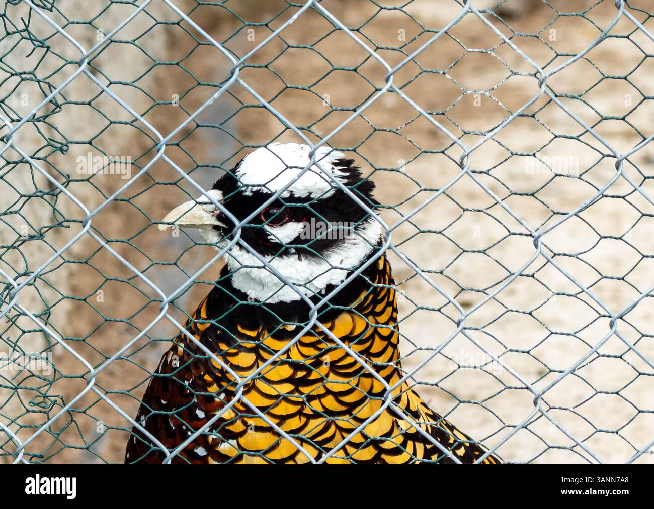 Beau faisan avec plumage doré brillant et marques faciales en noir et blanc derrière une clôture Banque D'Images