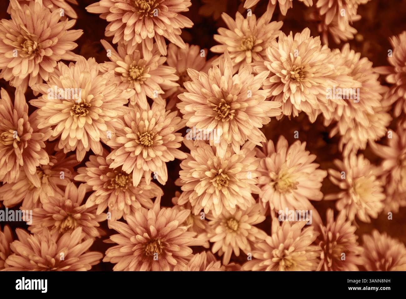 Fond floral de nature. Chrysanthème fleuri sur le terrain en automne en couleur chocolat Banque D'Images