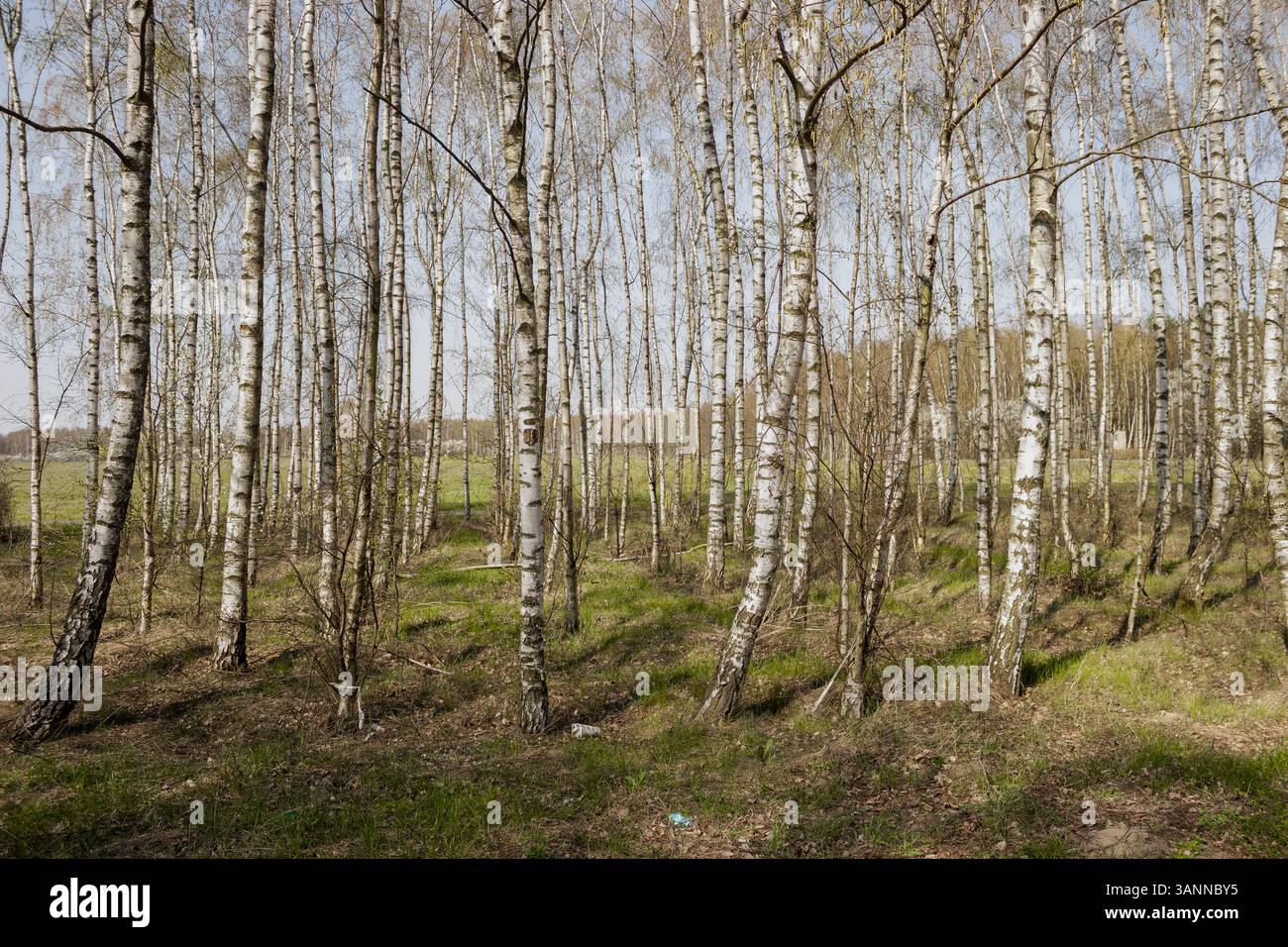 Forêt printanière tranquille avec de grands bouleaux en composition naturelle symétrique Banque D'Images