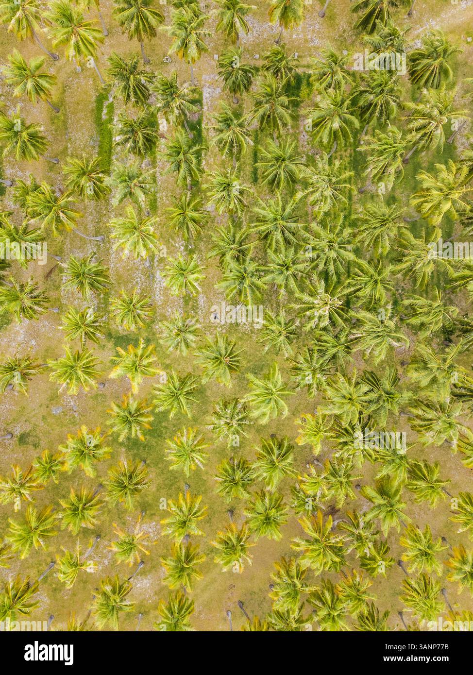 ÎLE DES TUAMOTU, POLYNÉSIE FRANÇAISE - 14 septembre 2017 : selfie aérien d'un homme allongé au milieu des palmiers en Polynésie française. Banque D'Images