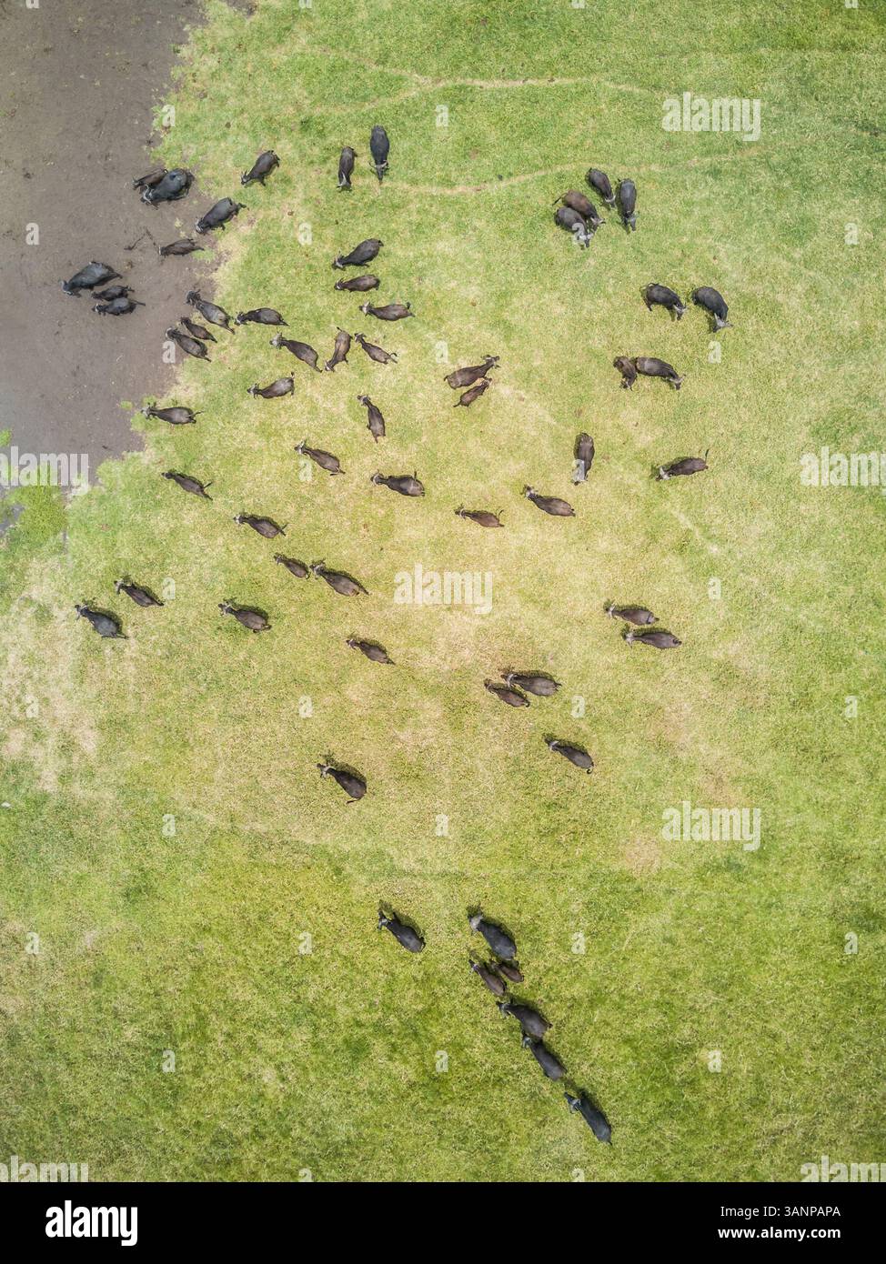 Vue aérienne d'un troupeau de buffles en Tanzanie. Banque D'Images
