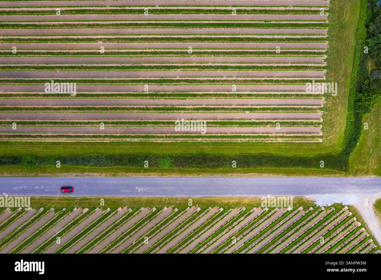 Vue aérienne d'abstractions dans un vignoble de Niagara on the Lake au Canada au début du printemps. Banque D'Images