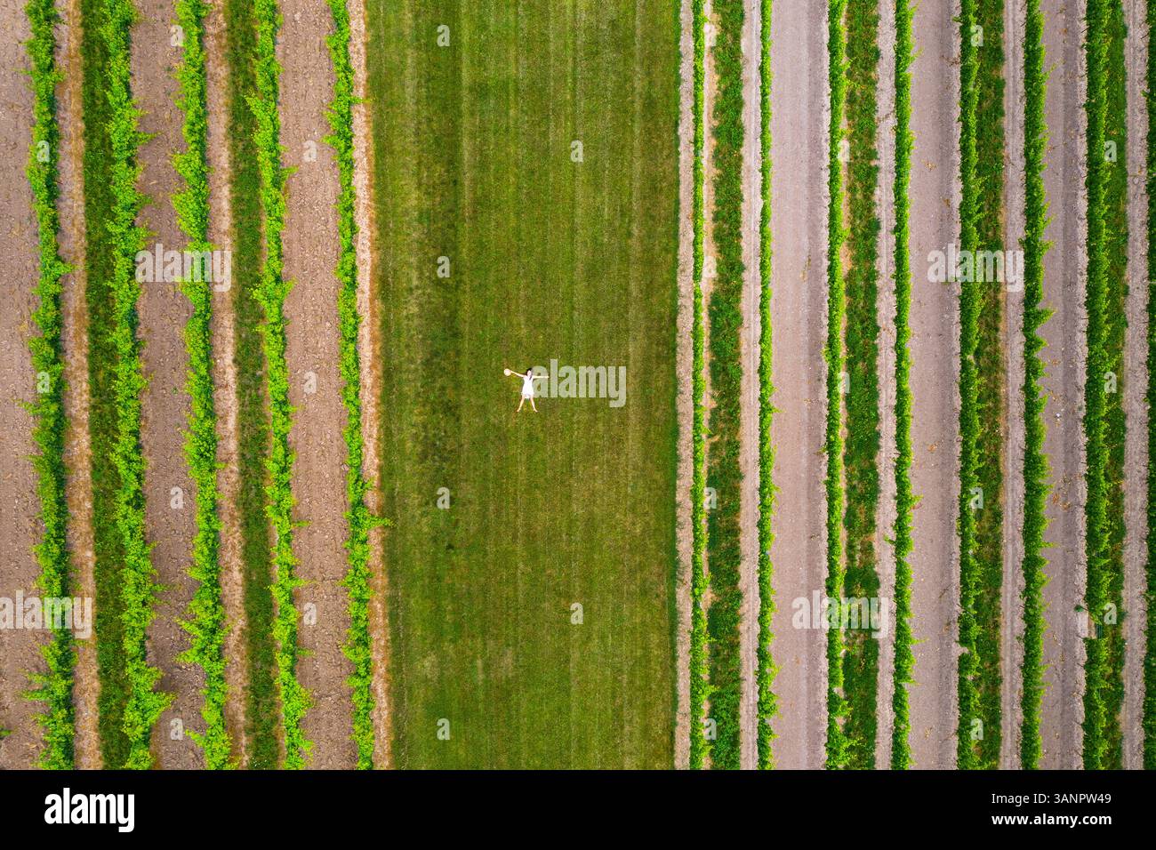 Vue aérienne d'abstractions dans un vignoble de Niagara on the Lake au Canada au début du printemps. Banque D'Images