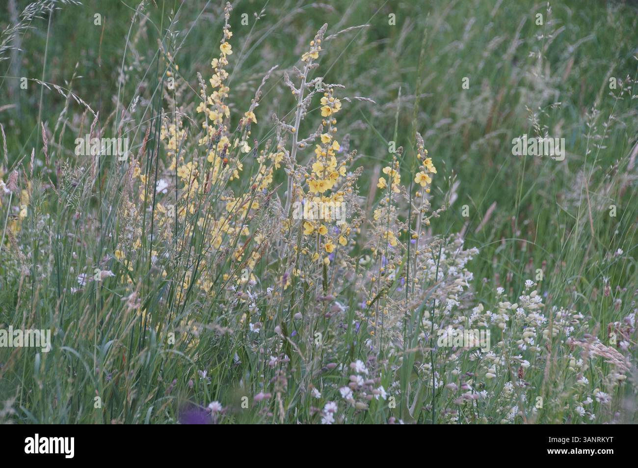 Des fleurs dans un champ Banque D'Images
