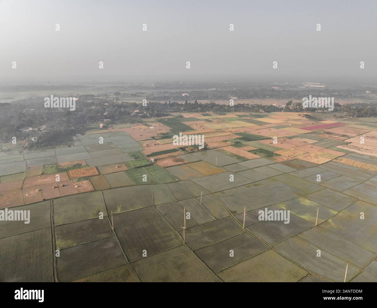Vue aérienne des champs verdoyants de riz dans un paysage rural pittoresque, Paikar Char, Narsingdi, Dhaka, Bangladesh. Banque D'Images