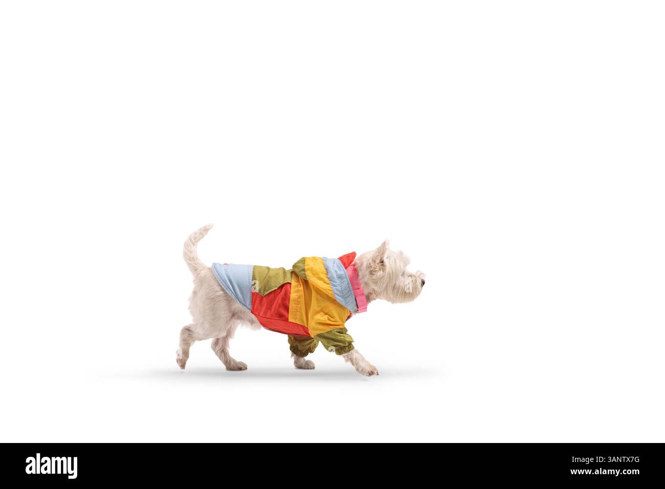 Chien Westie terrier dans une veste colorée marchant isolé sur fond blanc Banque D'Images